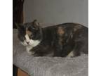 Adopt Monkey a Calico or Dilute Calico Domestic Shorthair / Mixed cat in
