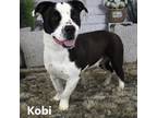 Adopt Kobi a Black Pit Bull Terrier / Welsh Corgi / Mixed dog in Yuma