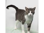 Adopt Sailor a Gray or Blue Domestic Shorthair / Mixed cat in Madisonville