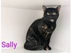 Adopt Sally a Domestic Shorthair / Mixed (short coat) cat in Neillsville