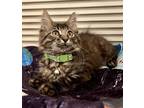 Adopt Justin a Domestic Longhair / Mixed cat in Whitestone, NY (38750433)