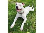 Adopt Jelly Bean a White American Staffordshire Terrier dog in Wheaton