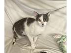 Adopt cece a White (Mostly) Domestic Shorthair cat in Cedartown, GA (38735179)