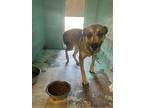 Adopt Tiara a Mixed Breed (Medium) / Mixed dog in Holbrook, AZ (38735498)