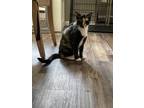 Adopt Anita Darling a Tortoiseshell Domestic Shorthair (short coat) cat in