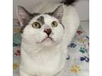 Adopt Brigand a White Domestic Mediumhair / Mixed cat in Kanab, UT (38734351)