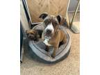 Adopt Stella Luna a Red/Golden/Orange/Chestnut Shar Pei / Pit Bull Terrier /