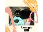 Adopt Lauryn HIll a Black & White or Tuxedo Domestic Shorthair (short coat) cat