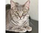 Adopt Pax a Gray or Blue Siberian / Domestic Shorthair / Mixed cat in Fort