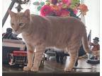 Adopt Kitty a Orange or Red Tabby Domestic Shorthair (short coat) cat in