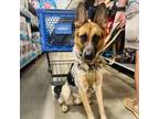 Adopt Apache a Black Australian Cattle Dog / German Shepherd Dog / Mixed dog in