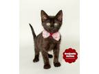 Adopt BENJAMIN BUTTON a All Black Domestic Shorthair (short coat) cat in