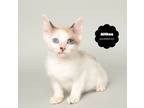 Adopt ALTHEA a White (Mostly) Domestic Shorthair (short coat) cat in Wyandotte