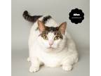 Adopt ALICE a White (Mostly) Domestic Shorthair (short coat) cat in Wyandotte