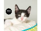 Adopt ALFONSE a Black & White or Tuxedo Domestic Shorthair (short coat) cat in