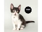 Adopt AALIYAH a Black & White or Tuxedo Domestic Shorthair (short coat) cat in