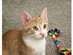 Adopt Eddie a Orange or Red (Mostly) Domestic Shorthair (short coat) cat in