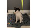Adopt Bonnie a Calico or Dilute Calico Domestic Shorthair (short coat) cat in