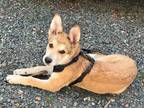 Adopt Tula a Brown/Chocolate - with White Shepherd (Unknown Type) / Great