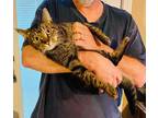 Adopt Brawny a Brown or Chocolate Domestic Shorthair / Domestic Shorthair /