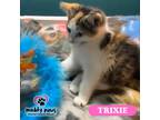 Adopt Trixie (Courtesy Post) a Calico / Mixed (short coat) cat in Council