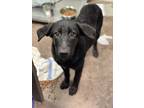 Adopt Wagner a Black Retriever (Unknown Type) / Shepherd (Unknown Type) / Mixed