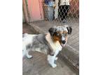 Adopt Tucker a Merle Australian Shepherd / Mixed dog in Palos Verdes Peninsula
