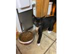 Adopt Sasha a Black & White or Tuxedo Domestic Shorthair (short coat) cat in