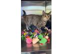 Adopt Figgy a Gray or Blue Domestic Shorthair / Domestic Shorthair / Mixed cat