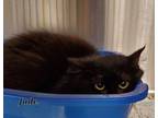 Adopt Jade a All Black Domestic Mediumhair / Domestic Shorthair / Mixed cat in