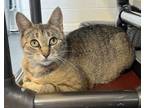 Adopt Darlene a Tan or Fawn Domestic Shorthair / Domestic Shorthair / Mixed cat