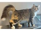Adopt Mimosa a Tan or Fawn Domestic Longhair / Domestic Shorthair / Mixed cat in