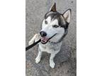 Adopt Slim a Black Husky / Mixed dog in Lincoln, MI (38735833)