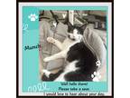 Adopt Munch a Black & White or Tuxedo Domestic Shorthair (short coat) cat in