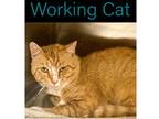 Adopt Santiago a Orange or Red Domestic Shorthair / Domestic Shorthair / Mixed