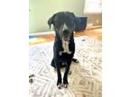 Adopt Jason Derulo a Black - with White Labrador Retriever / Mixed dog in