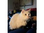 Adopt Yeti a White Turkish Angora (long coat) cat in El Dorado Hills