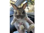 Adopt Bunnies. M/F a Multi Lionhead / Mixed rabbit in Yuba City, CA (38735331)