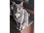 Adopt Winston a Gray, Blue or Silver Tabby Domestic Shorthair (short coat) cat