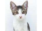 Adopt Remy a Gray or Blue Domestic Shorthair / Mixed cat in Durham