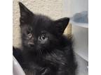 Adopt Sabrina a All Black Domestic Shorthair / Mixed cat in Casa Grande