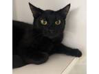 Adopt Sunshine a All Black Domestic Shorthair / Mixed cat in Hawthorne