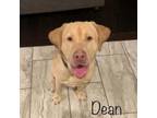 Adopt Dean a Tan/Yellow/Fawn Labrador Retriever / Mixed dog in Culpeper