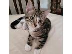 Adopt Petunia a Brown or Chocolate Manx / Mixed cat in Decorah, IA (38734609)