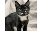 Adopt Daisy a All Black Domestic Shorthair / Mixed cat in Decorah, IA (38734606)