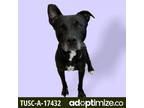 Adopt Bear a Black Labrador Retriever / Pit Bull Terrier / Mixed dog in