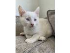 Adopt Matcha a Cream or Ivory (Mostly) Siamese (short coat) cat in oceanside