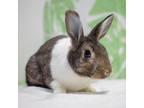 Adopt Rebel (bonded to Archie) a Dutch / Mixed rabbit in San Diego