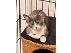 Adopt Dove a Gray or Blue (Mostly) Domestic Shorthair (short coat) cat in Mesa