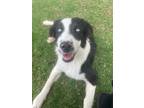 Adopt Nelson a Black - with White Australian Shepherd / Mixed dog in Temecula